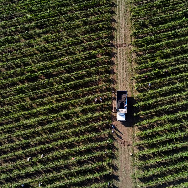 Nicolás y Gastón, dos amigos de Buenos Aires, viajaron hasta La Consulta, en el departamento de San Carlos, Mendoza, para participar de la cosecha de uvas en los viñedos donde nacerá su propio vino. Si bien el nombre del proyecto aún se mantiene en reserva, ambos quisieron estar presentes en este momento clave, compartiendo el trabajo y la experiencia con los cosechadores. La jornada transcurrió entre viñas, sol y entusiasmo por lo que vendrá.